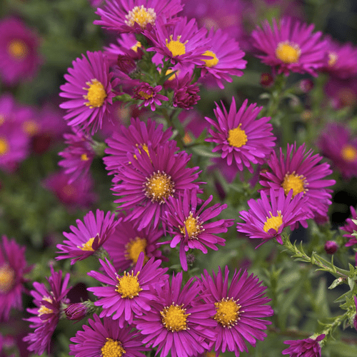 Des images de diff�rentes plantes